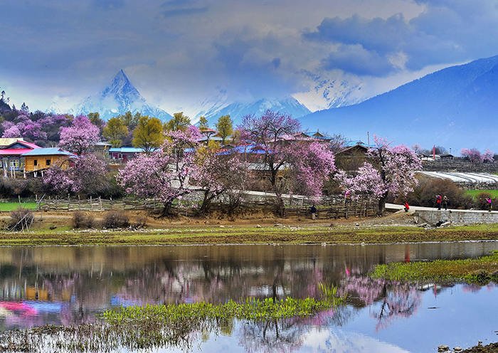 林芝桃花美景