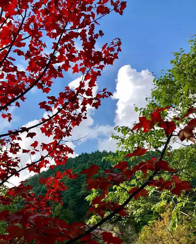 杜鹃湖怎么样_杜鹃湖门票_杜鹃湖最佳旅游时节