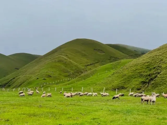 线路旅游楚雄最新消息_楚雄旅游线路_线路旅游楚雄攻略