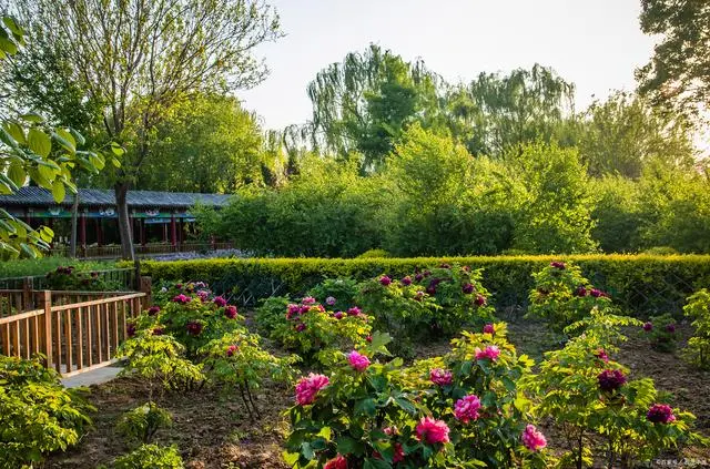 山东菏泽旅游景点大全_山东菏泽景点有哪些_山东菏泽旅游景点大全景点排名