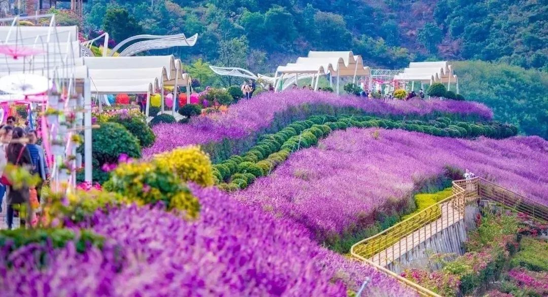 攀枝花旅游线路_攀枝花旅游专线_五一攀枝花短途旅游