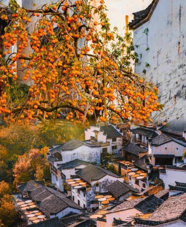 春季婺源景点_婺源夏季旅游_婺源最美的旅游季节