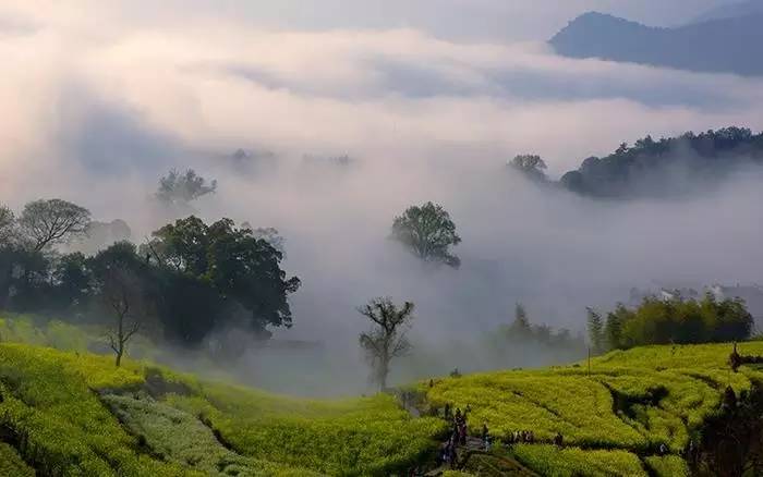 婺源夏季旅游_婺源最美的季节_婺源最美的旅游季节