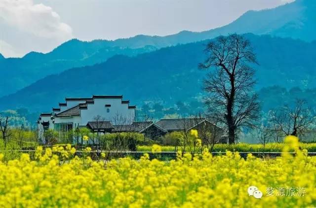 婺源最美的旅游季节_婺源最美的季节_婺源夏季旅游