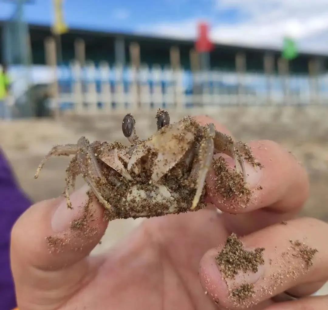 家庭旅游可赶海吗现在_旅游赶海_旅游家庭赶海现在可以吗