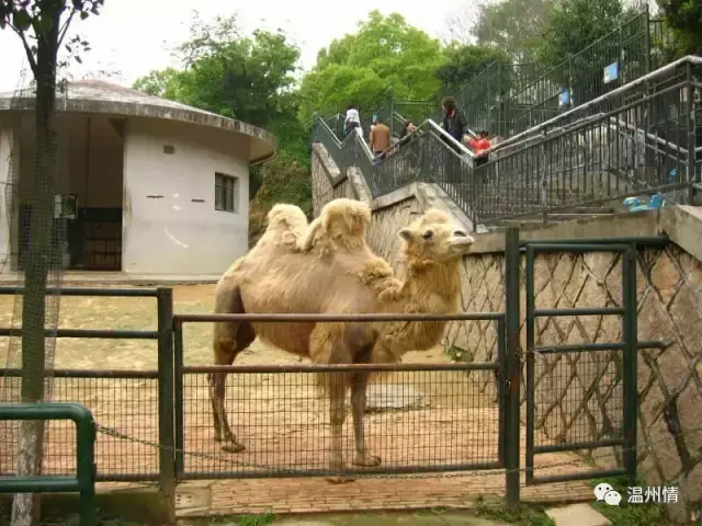 温州特色旅游景点排名前十_温州 特色旅游_温州特色旅游景点图片