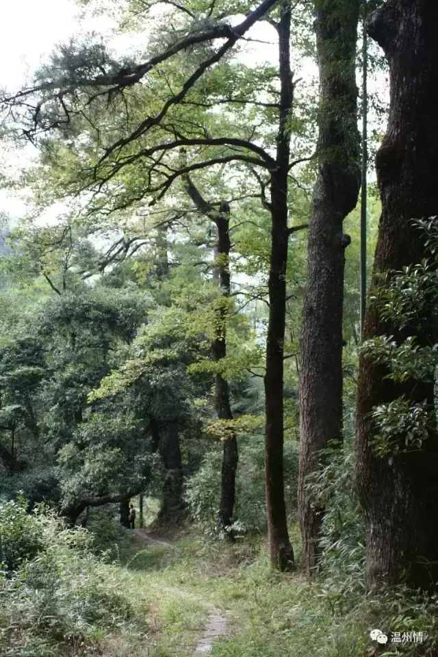 温州特色旅游景点排名前十_温州特色旅游景点图片_温州 特色旅游