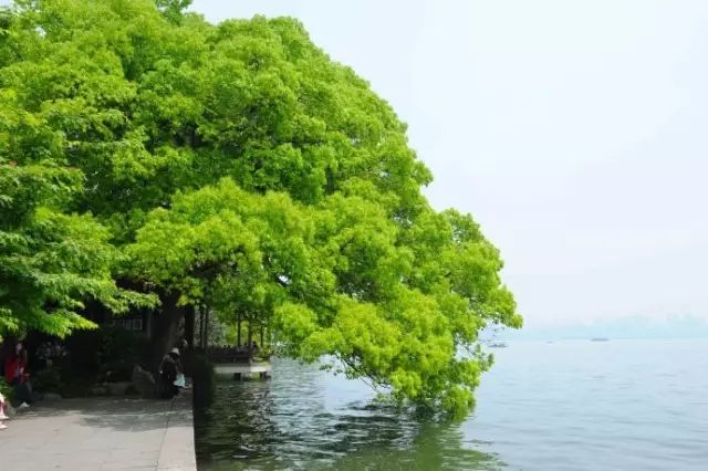 西湖旅游什么季节最好_西湖季节旅游好玩吗_最适合去西湖的季节