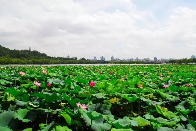 最适合去西湖的季节_西湖旅游什么季节最好_西湖季节旅游好玩吗