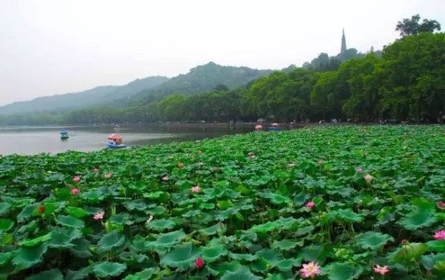 西湖旅游什么季节最好_西湖季节旅游好玩吗_最适合去西湖的季节