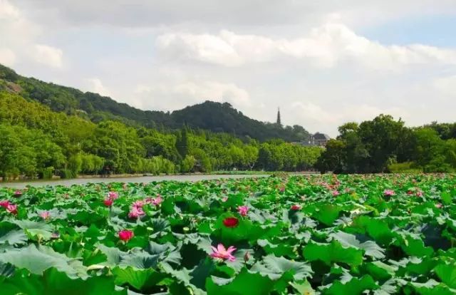 西湖旅游什么季节最好_最适合去西湖的季节_西湖季节旅游好玩吗