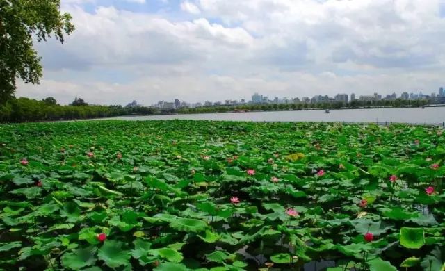 西湖季节旅游好玩吗_西湖旅游什么季节最好_最适合去西湖的季节