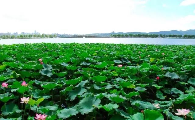 西湖季节旅游好玩吗_西湖旅游什么季节最好_最适合去西湖的季节