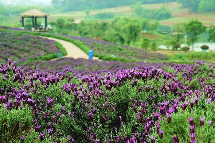 情侣去南京_年后情侣旅游南京_情侣南京旅游必去景点