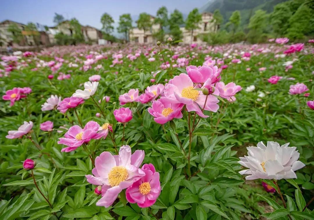 阿坝特别旅游区_阿坝旅游网特色_特色旅游阿坝网站有哪些