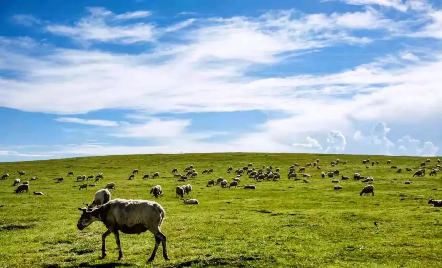 阿坝旅游网特色_特色旅游阿坝网站有哪些_阿坝特别旅游区