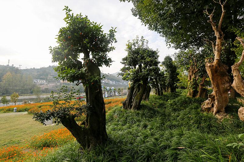 黔江旅游景点门票价格_黔江旅游的景点_黔江旅游景点