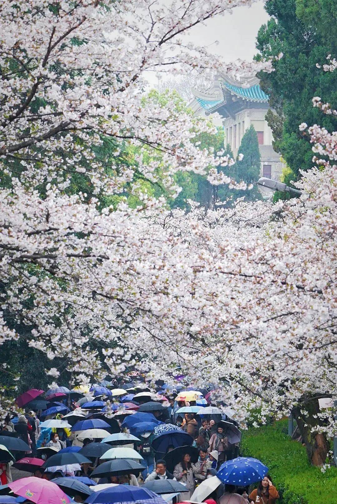 高校旅游设计_高校旅游规划_高校旅游线路