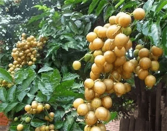 特色农家乐美食_旅游区农家特色_农家景区