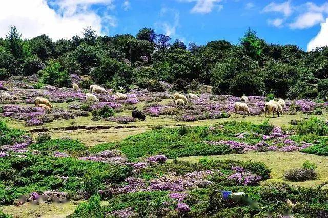 云南地图旅游景点大全图片欣赏_云南旅游季节地图海报_云南地图旅游