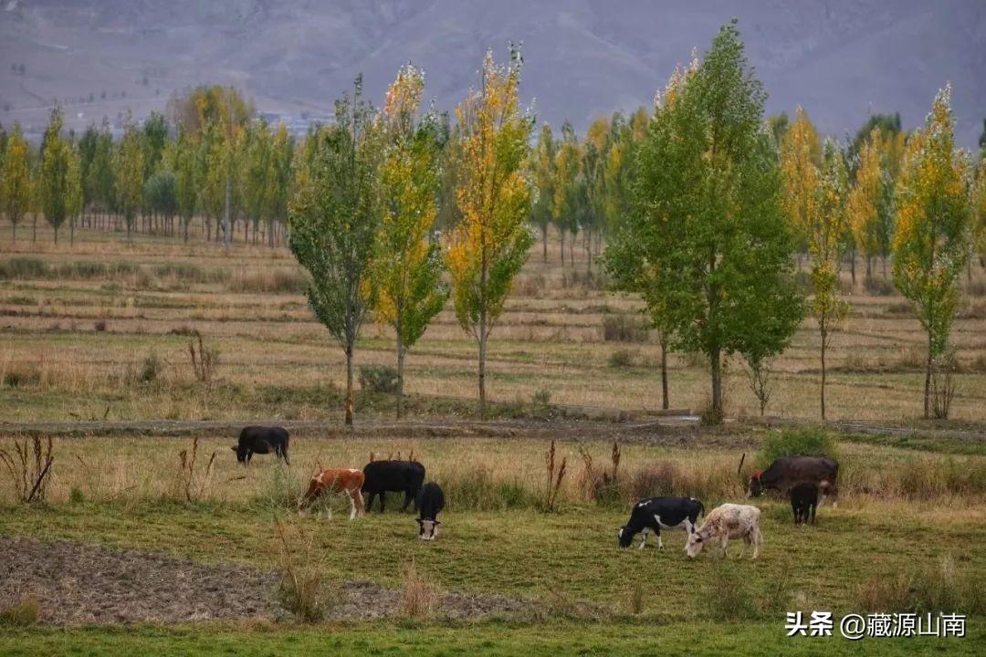 西藏山南旅游季节有哪些_西藏山南最佳旅游时间_西藏山南好玩的地方