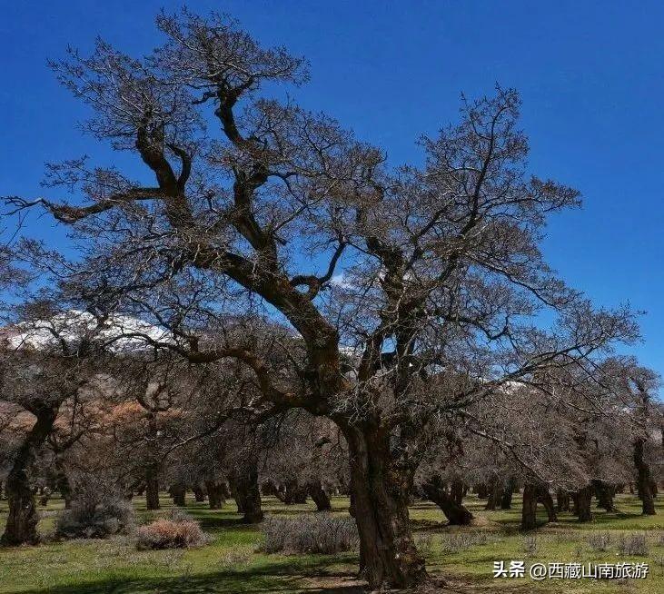 西藏山南好玩的地方_西藏山南几月份去最好_西藏山南旅游季节有哪些