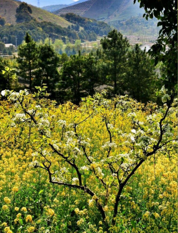 南阳乡村旅游示范村_南阳乡村旅游特色村_南阳乡村特色旅游村有哪些