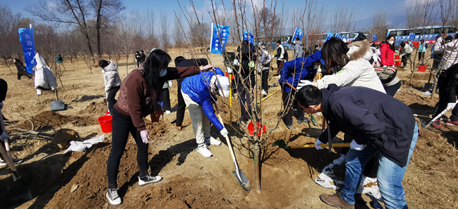 北京市民参加义务植树（图片提供：北京市园林绿化局）