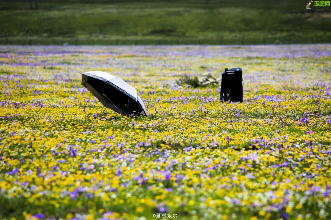 昭苏县有哪些旅游景点_昭苏县游玩_昭苏旅游