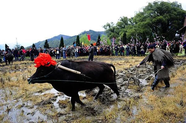 仙居乡村旅游目的地_仙居特色农业旅游_仙居农业观光园