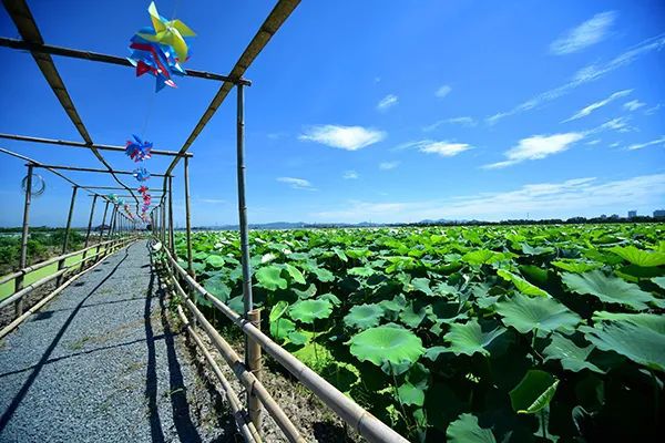 仙居乡村旅游目的地_仙居农业观光园_仙居特色农业旅游