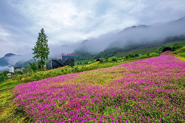 仙居特色农业旅游_仙居农业观光园_仙居乡村旅游目的地