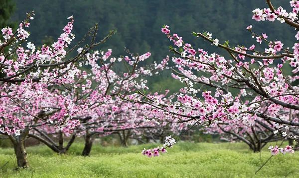 仙居农业观光园_仙居乡村旅游目的地_仙居特色农业旅游