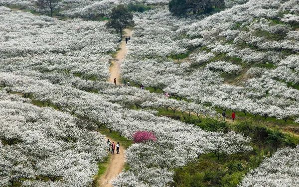 仙居乡村旅游目的地_仙居农业观光园_仙居特色农业旅游