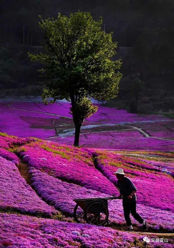 仙居乡村旅游目的地_仙居农业观光园_仙居特色农业旅游