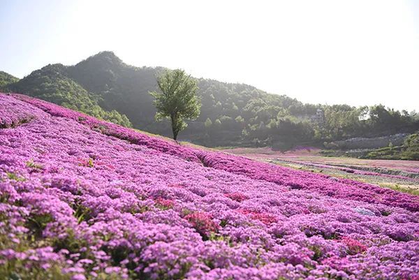 仙居特色农业旅游_仙居农业观光园_仙居乡村旅游目的地