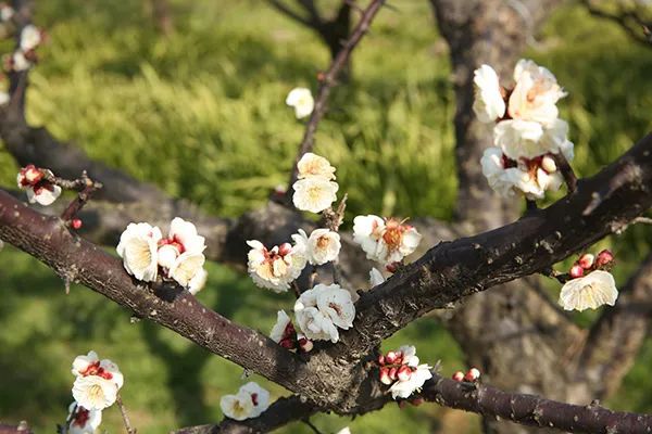 仙居农业观光园_仙居特色农业旅游_仙居乡村旅游目的地