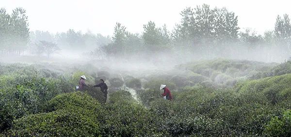 仙居乡村旅游目的地_仙居特色农业旅游_仙居农业观光园