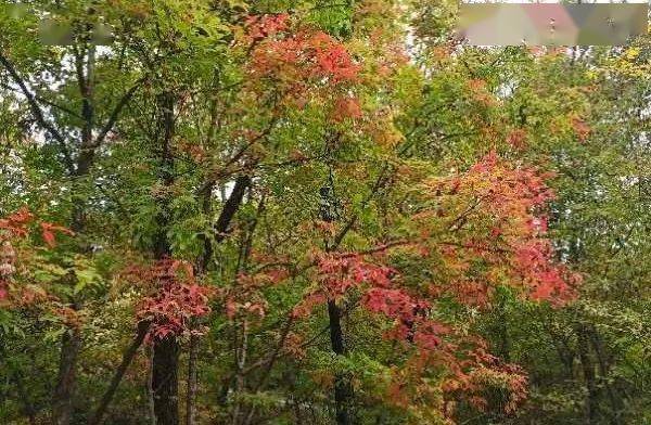 宽甸旅游景点_宽甸一日游_宽甸旅游季节