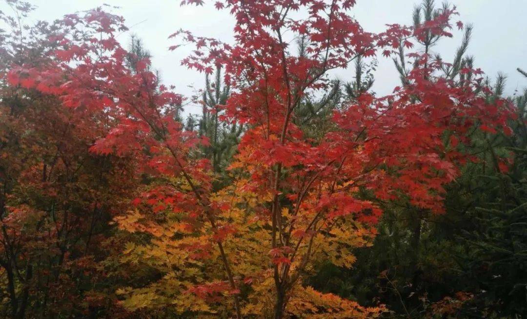 宽甸旅游季节_宽甸一日游_宽甸旅游景点