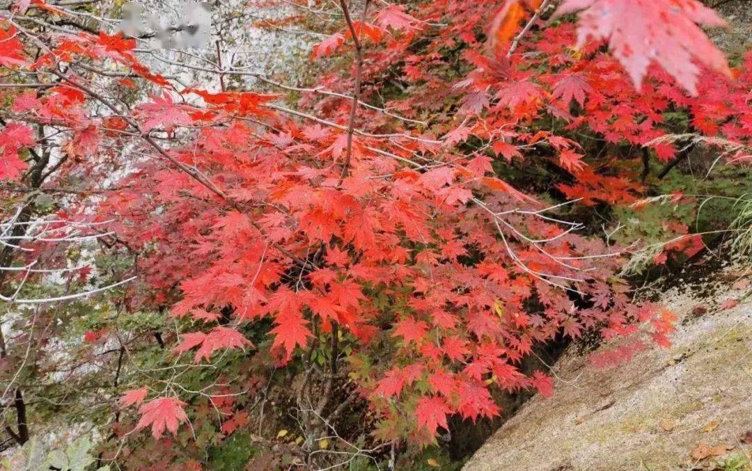 宽甸旅游季节_宽甸一日游_宽甸旅游景点