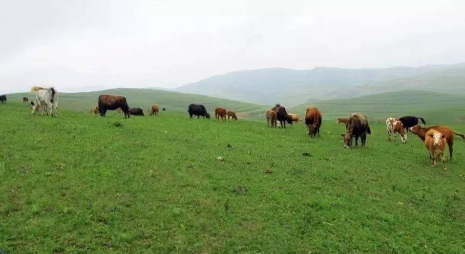 李村好玩吗_李村附近景点_李村旅游景点特色