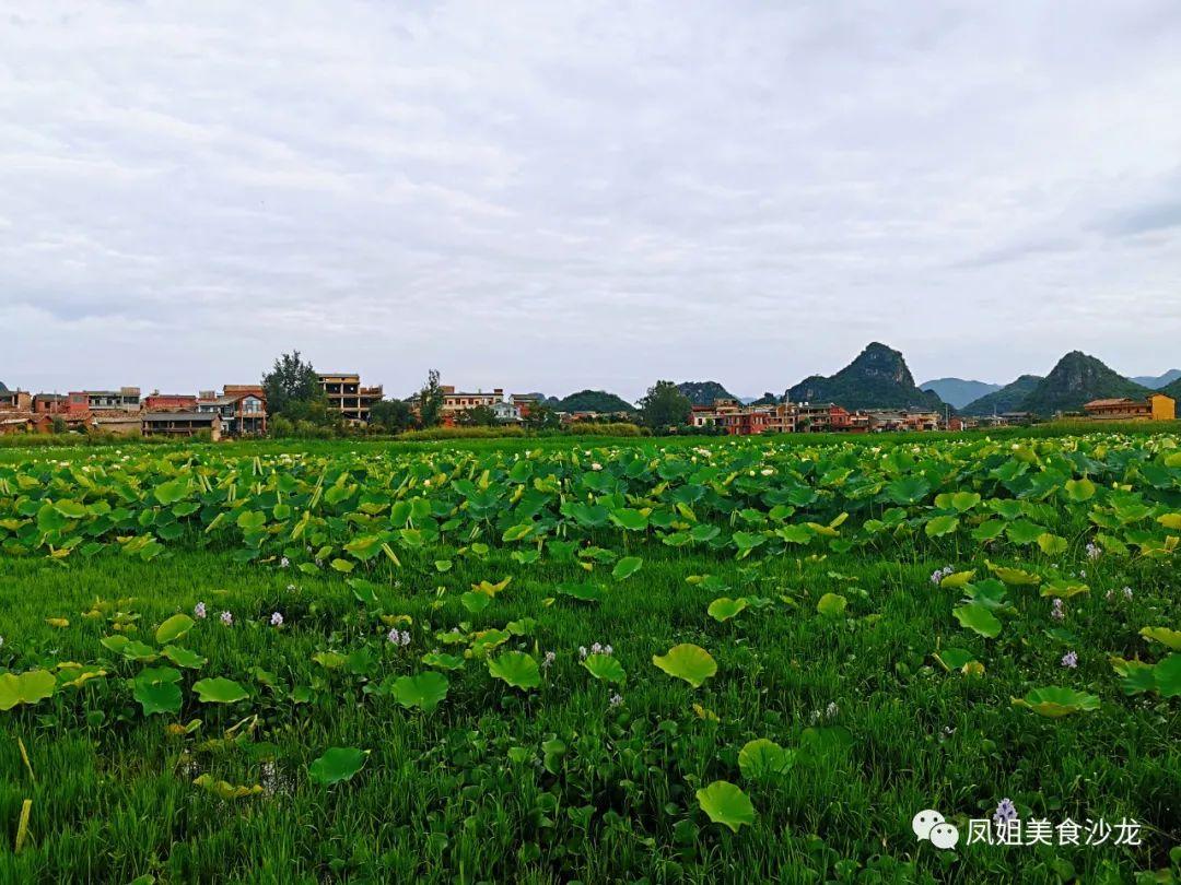 这个季节去普者黑好玩吗_普者黑旅游旺季_什么季节去普者黑旅游最好