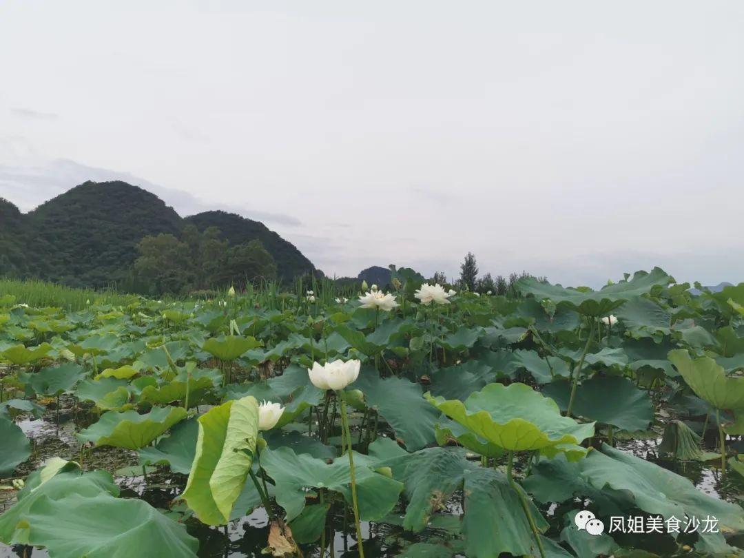 什么季节去普者黑旅游最好_这个季节去普者黑好玩吗_普者黑旅游旺季