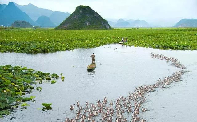 普者黑旅游旺季_普者黑旅游后的感言_什么季节去普者黑旅游最好