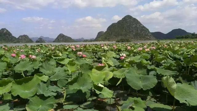 普者黑旅游旺季_普者黑旅游后的感言_什么季节去普者黑旅游最好