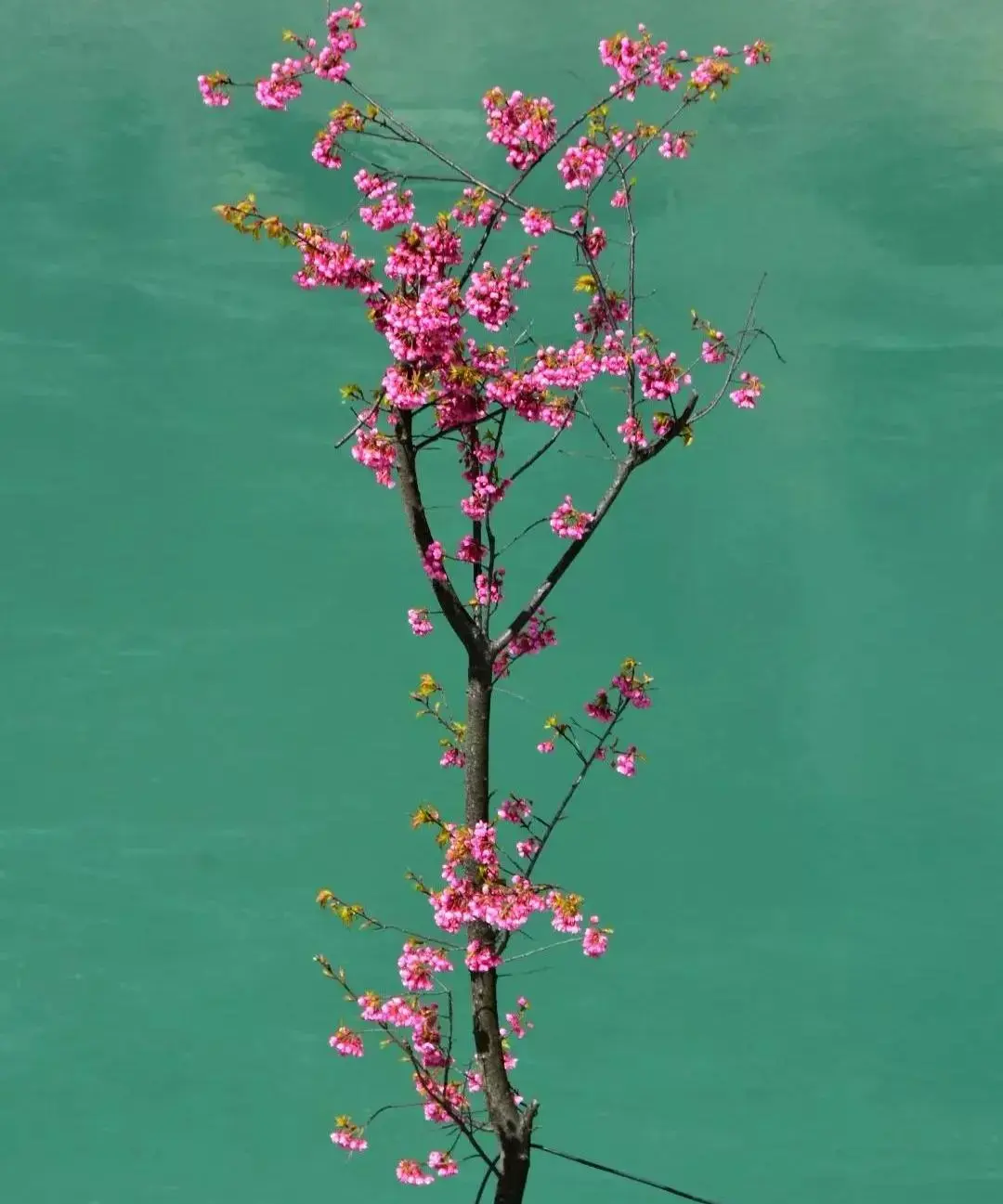 丽江天气季节旅游好吗_丽江旅游天气最好季节_丽江天气季节旅游好的地方