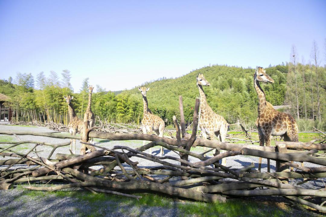 休闲特色村旅游线路_休闲旅游线路设计_休闲度假型乡村旅游