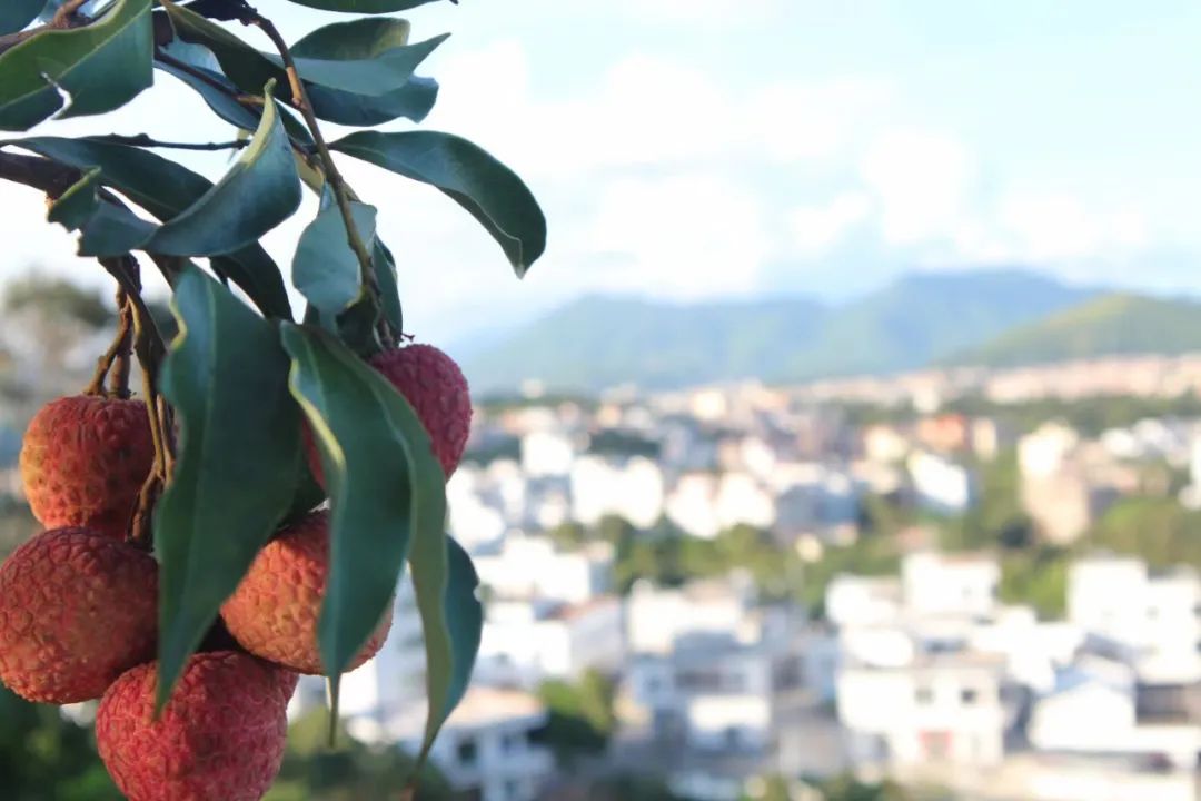 增强乡村旅游特色_乡村特色旅游业_打造特色乡村旅游