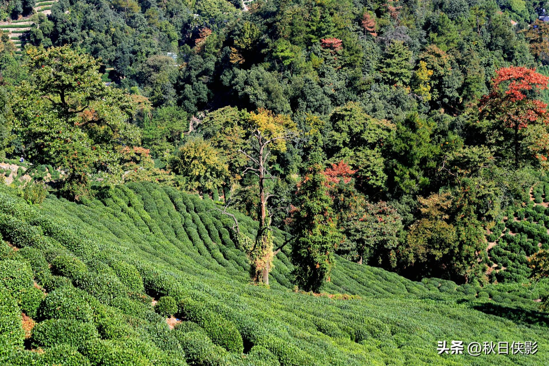 杭州旅游季节去最好_哪个季节去杭州旅游_季节杭州旅游去哪里好